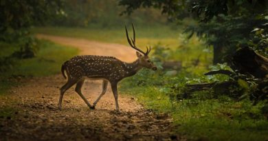 Nagzira-Wildlife-Sanctuary-Nagpur