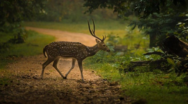 Nagzira-Wildlife-Sanctuary-Nagpur