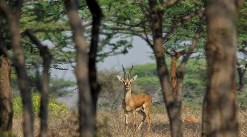 chinkara in mayureshwar wildlife scantuary