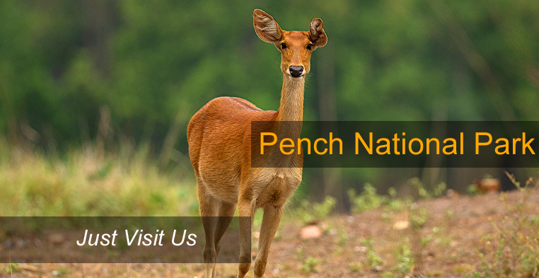 pench wildlife scantuary