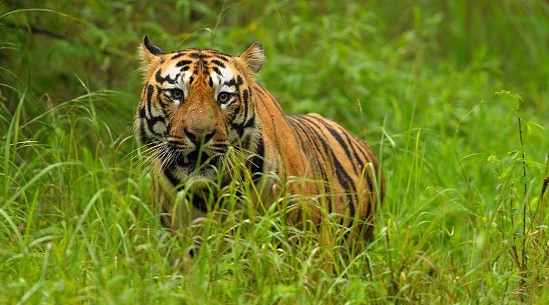 tadoba andhari tiger reserve