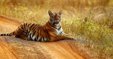 tadoba tiger reserve